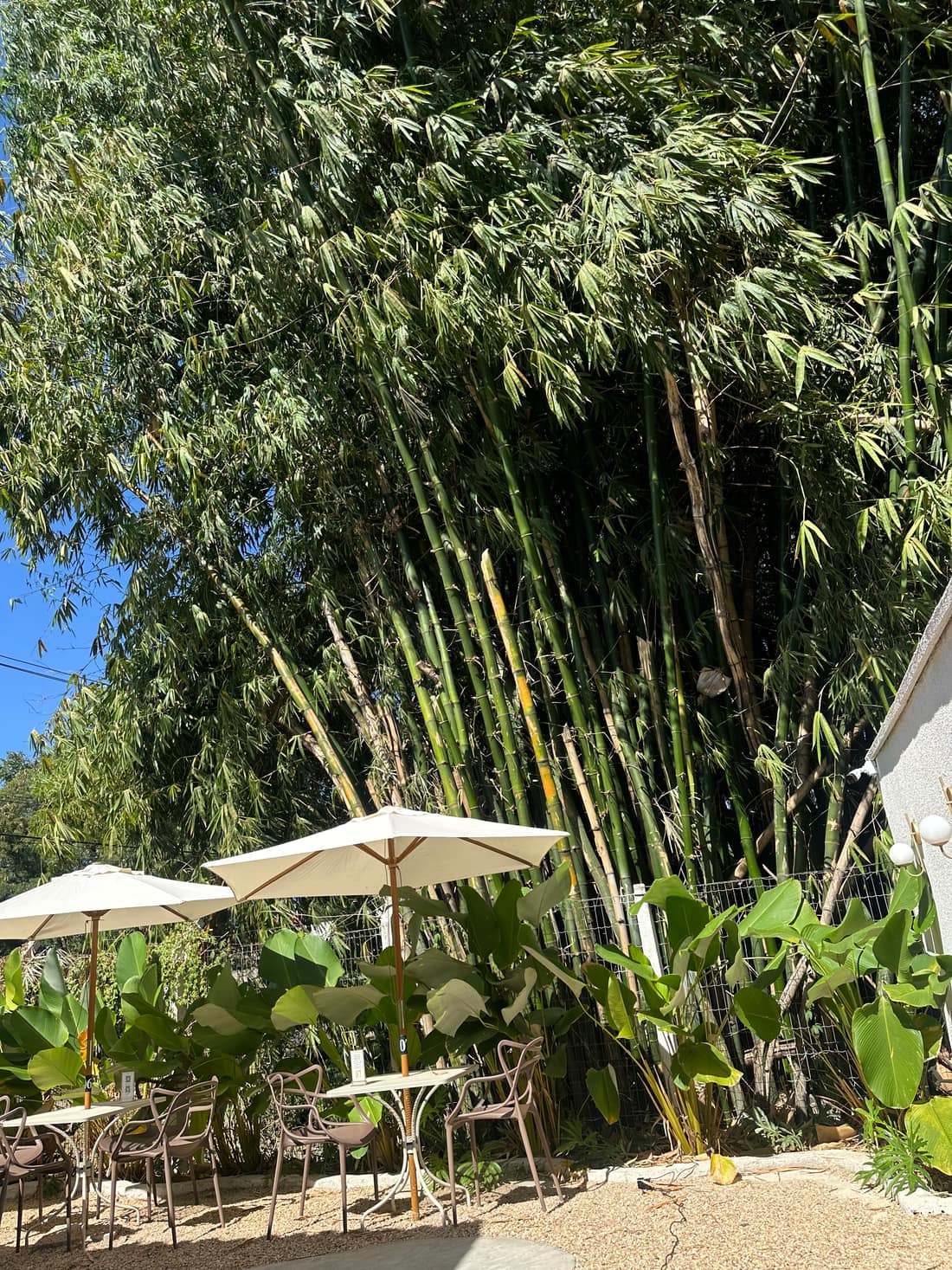 Pátio com bambuzal, guarda-sóis e mesas da cafeteria em Uruaçu-GO